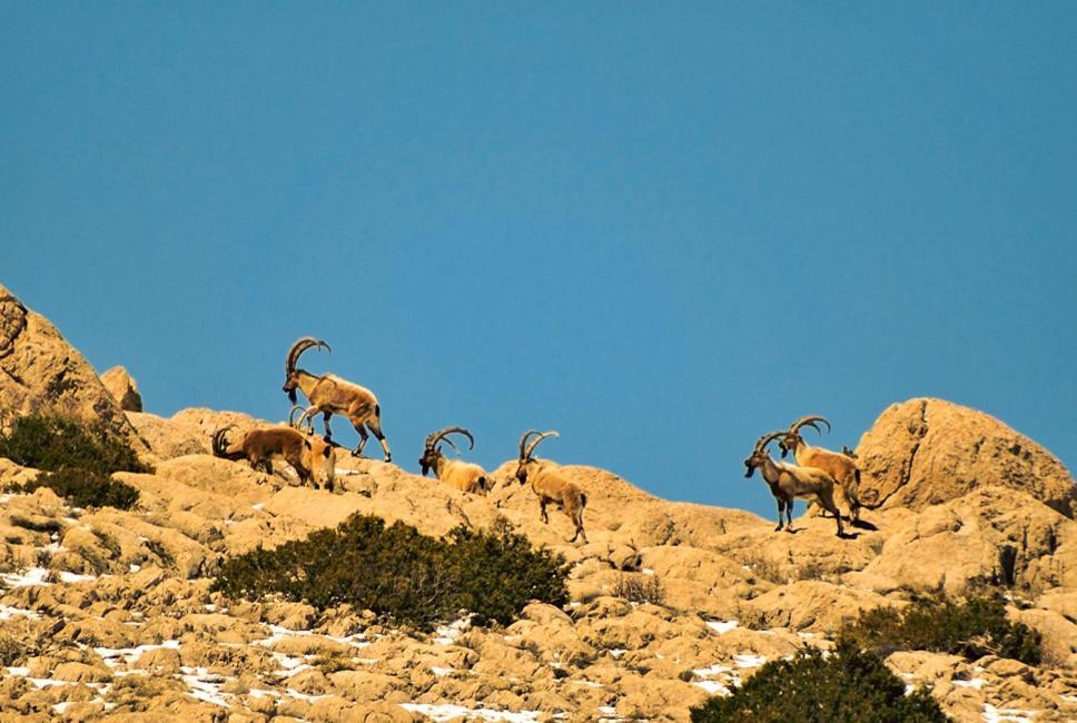 Aladaglar Mountain Hostel Cukurbag  Εξωτερικό φωτογραφία